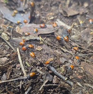 Live Ladybugs for Garden - Approx. 300+ Ladybugs - Live Delivery