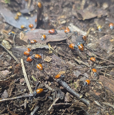 Live Ladybugs for Garden - Approx. 300+ Ladybugs - Live Delivery