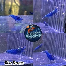 20  extra Blue Dream Shrimp - Freshwater Neocaridina Aquarium Live Guarantee