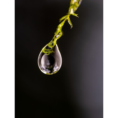 Olympus OM System M.Zuiko Digital ED 90mm f3.5 Macro IS PRO Lens - Picture 6 of 9