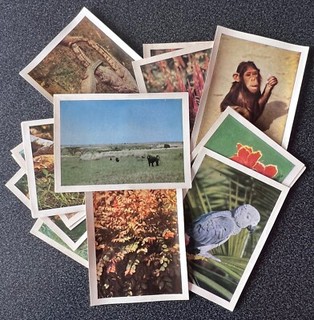 Image chocolat Côte d'Or Faunaflor Congo Années 1960 1970