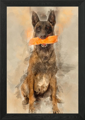 Belgian Shepherd sitting a Framed Wall Art Poster Canvas Print Picture