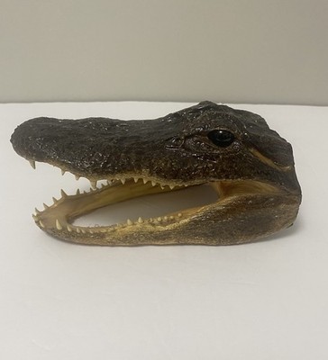 Alligator Gator Head 7  Genuine Real  American Taxidermy Reptile