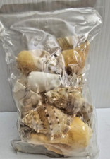 Seashells Collection Lot Conch Shells Beach Home Decor Jar Bowl Fillers Craft DI
