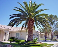 10 CANARY ISLAND DATE PALM Tree Seeds (Phoenix Canariensis) Hardy Fruit Plant