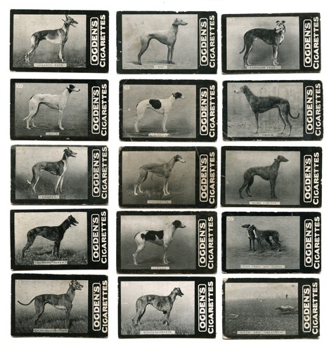 GREYHOUND Dog Vintage Cigarette Cards - Ogden's Tab x 15 different - All Named