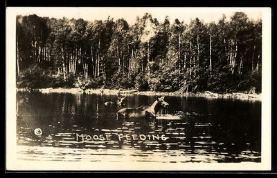 Ansichtskarte Moose Feeding, Elche in einem See 