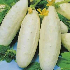 White Wonder Cucumber Seeds | Heirloom / Non-GMO | Free Shipping | 1065