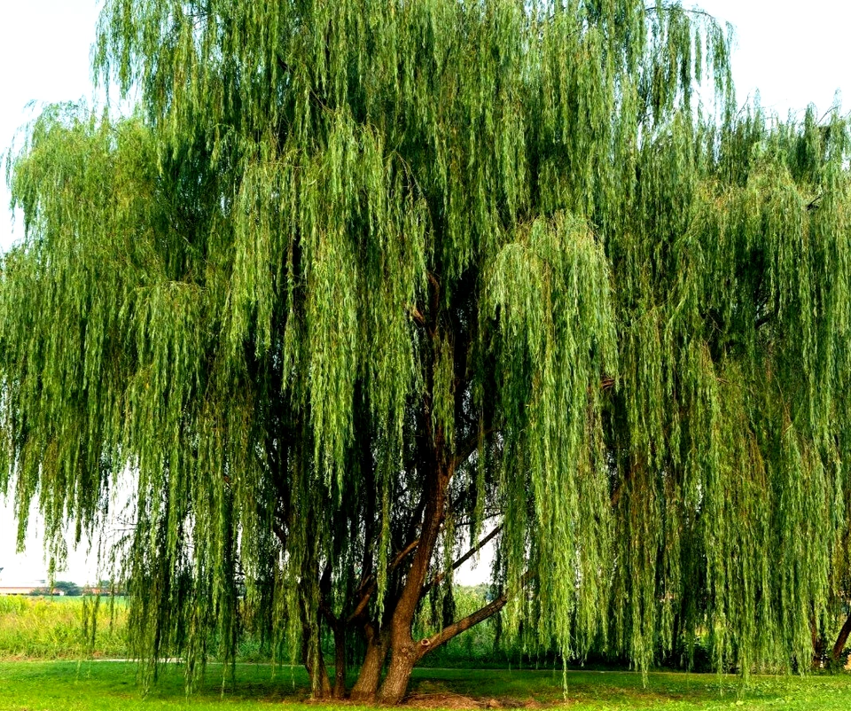 Gelbe Trauerweide Setzlinge in Topf Jungpflanze Hängeweide zum anpflanzen Garten - Bild 2 von 4