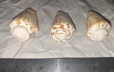 Erdbeermuschel Tigermuschel Conomurex luhuanus Meeresschnecke Set Gastropoden Weichtiere 