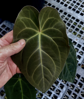 aspidistra elatior Buy Aspidistra elatior 'Asahi' Cast Iron Plant  Mr Maple  Buy Japanese  Maple Trees