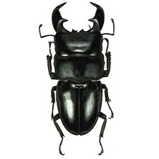 Dorcus Titanus Yasuokai Stag Beetle Malaysia Unmounted Packaged Dorcus Titanus Yasuokai Stag Beetle Malaysia Unmounted Packaged