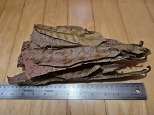 Large Catappa Indian Almond Leaves Size 11"  a Pack Of 30 Leaves  Betta Fish