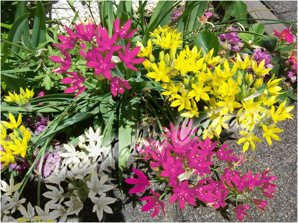 30 ALLIUM COULEURS ASSORTIES AUTOMNE JARDINAGE BULBES FLEURISSE