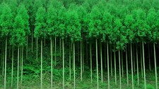 Landscape nature trees forest plants monsoon leaves Custom Gaming Mat Desk
