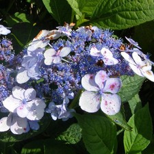 Hydrangea serrata 'Blue Bird' - Hortensia arbustif bleu