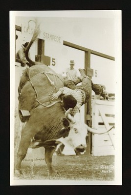 Calgary Stampede - A cowboy is thrown off in the bull riding event- Old Photo