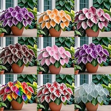 Caladium Flower 500 seeds Mix Color Dwarf Ornamental Plant seeds