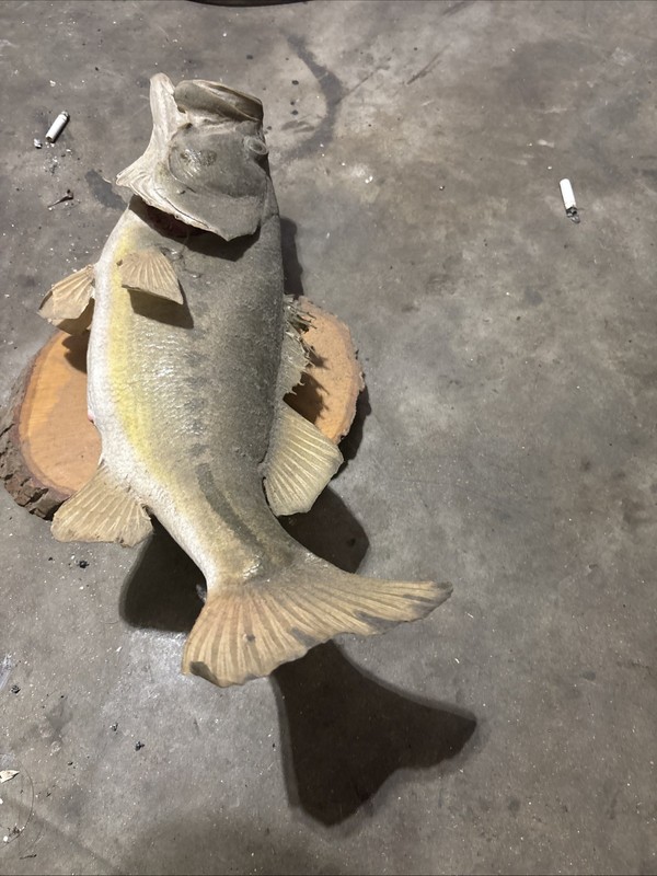 6 Pound Beautiful Texas Bass Mounted On Oakwood