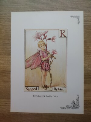 CICELY MARY BARKER - Ragged Robin / Schöllkraut Fee 11 x 8 Zoll WANDKUNST 