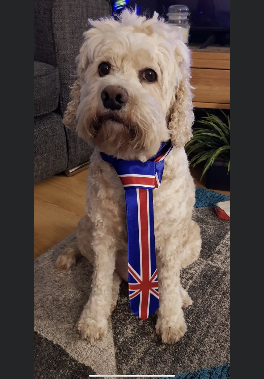 Union Jack Tie  Celebrations Party NEW For Dog Or Human