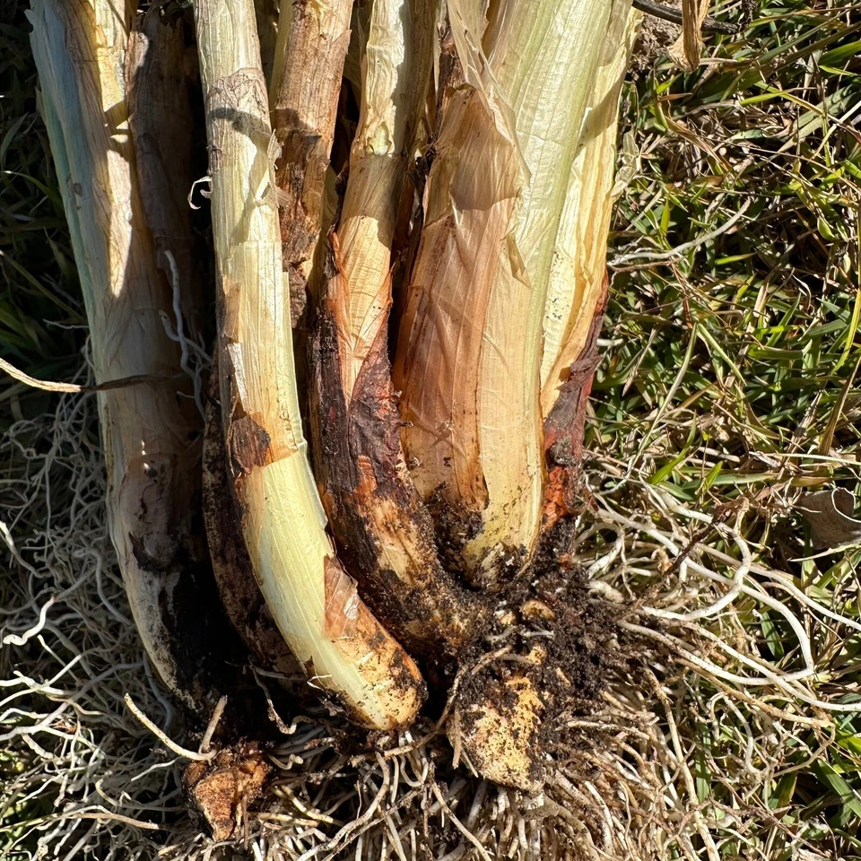 3x Egyptian Walking Onion - Allium x proliferum (Bulbs) Edible Plant Vegetable - image 3 of 4