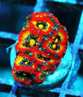 Holy Grail Micromussa Frag Zoanthids Zoa Paly SPS LPS Corals WYSIWYG