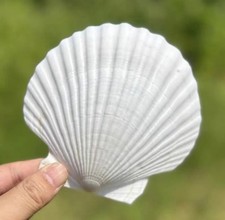 10 PCS Large Scallop Shells 4-5 inch Natural White Scallop Shells from Sea Beach