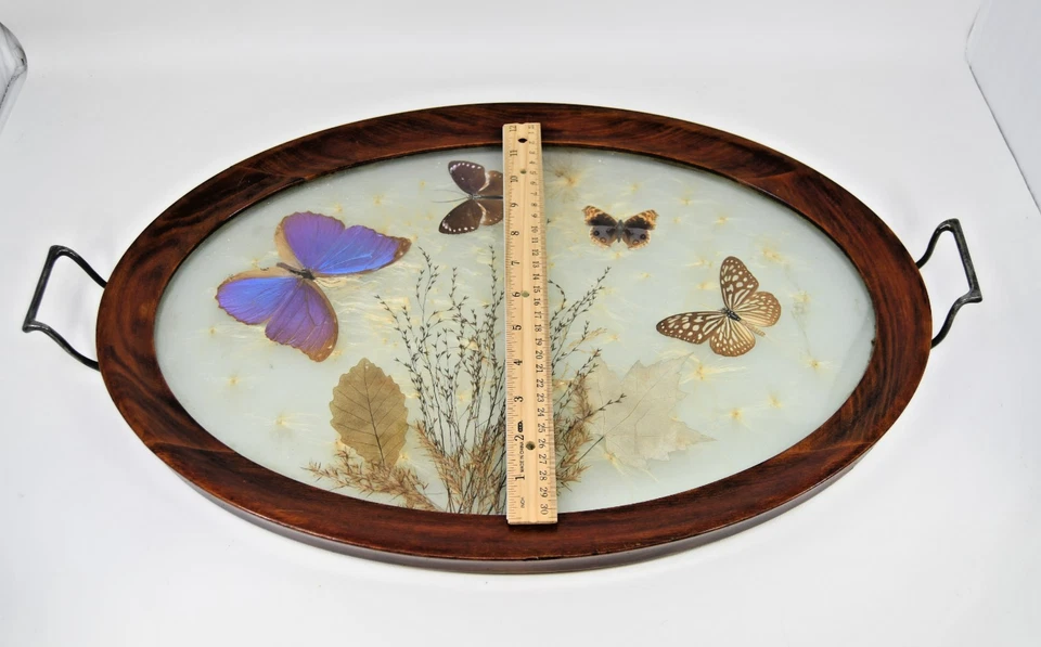 Antigua bandeja de madera victoriana hoja de mariposa diente de león cardo pelusa en vidrio 22" Foto 2 de 4