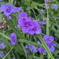 Ohio Spiderwort Wildflower Seeds, Bluejacket, Widow's Tears, FREE SHIPPING