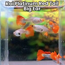 koi red tail dumbo ear guppy pair male female aquascape live fish your choice