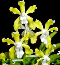 Vanda tessellata var. alba, Fragrant, Flowering Size Orchid Plant, RARE