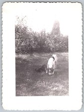 Vtg B&W Snapshot Dogs Playing In Garden 1970