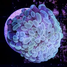 WYSIWYG Branching Neon Green - Yellow Hammer Coral Frag 2 Head Free Shipping!