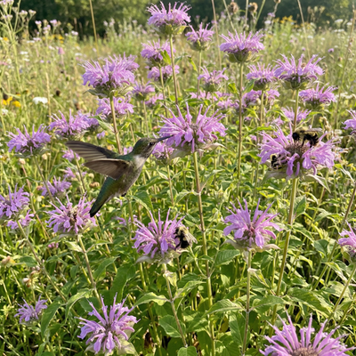 #ad BEE BALM WILD BERGAMOT Perennial Beneficial Bees Hummingbirds Non GMO 500 Seeds $3.98