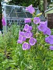 Canterbury Bells Lavender Purple - 250 Seeds - Cup &