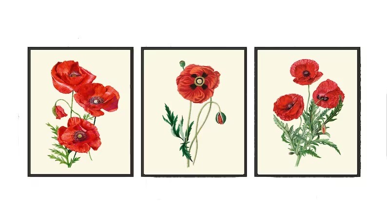 Red Poppy Poppies Botanical Wall Art Decor Set of 3 Prints Beautiful ...