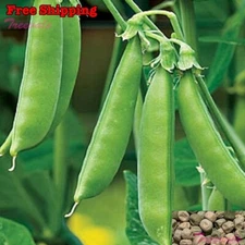 Sugar Snap Pea Seeds| Snap Pea, Original Snap Pea Seeds | NON-GMO