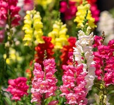 Antirrhinum Flower Seeds 100+ Perennial Rust Resistant Mixed