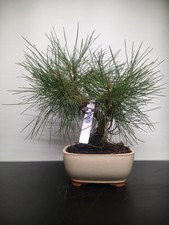 Bonsai di Pino Nero  - thu3