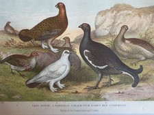 Antique Hand Coloured Grouse Engraving Blackie & Son Glasgow Natural History