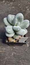 Pachypytum overum   Kakteen und Sukkulenten
