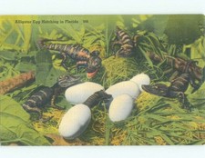 W-Border ALLIGATORS HATCHING FROM EGGS Miami Jacksonville Tampa FL E8210