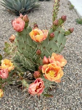 Prickly Pear Cactus 'Grand Canyon' (O. dulcis x) COLD HARDY