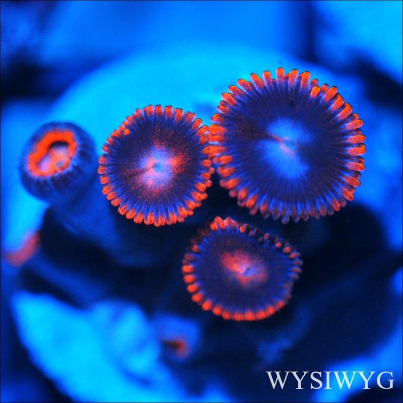Corals of Eden ~ WYSIWYG Live Coral Frag ~ Ultra Zoa - Soft Coral
