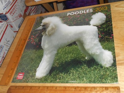 POODLES 2013  Wall Calendar, Has a Diff. Poodle Dog Pic Each Month, 12'' x 12''