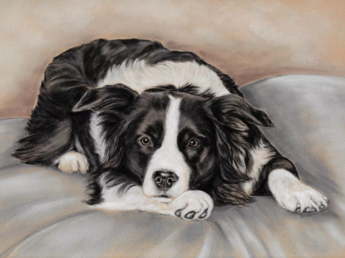 Border collie best sale art