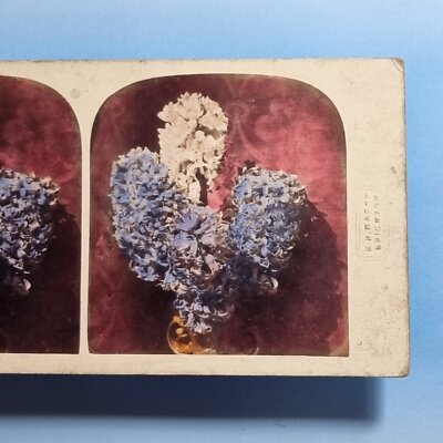 Victorian Botany Study Stereoview 3D C1860 Real Photo Rare W H Mason Hand Tinted