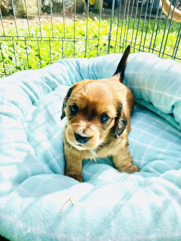 dogs and puppies gumtree