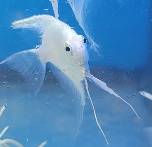 1 1/2" Platinum Angelfish Grade "A" Imported Asia. Top Breeders. Rare - Picture 14 of 20